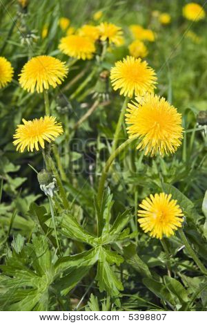 Paardebloemen dicht omhoog verticaal