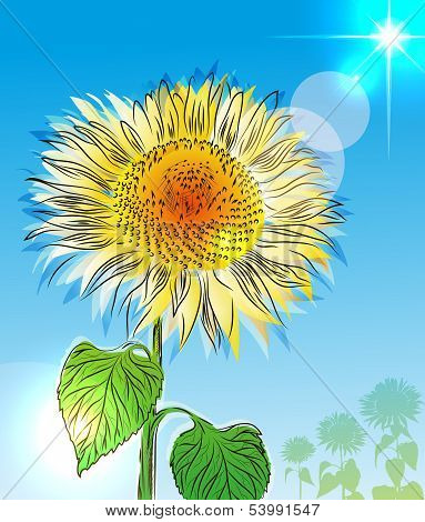 sunflower against blue sky and sunlight