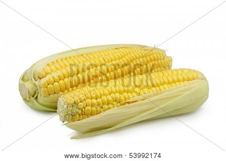 Two corn on cob isolated on white background
