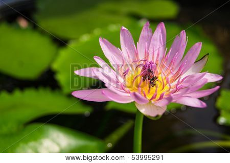 Pink Lotus Flower