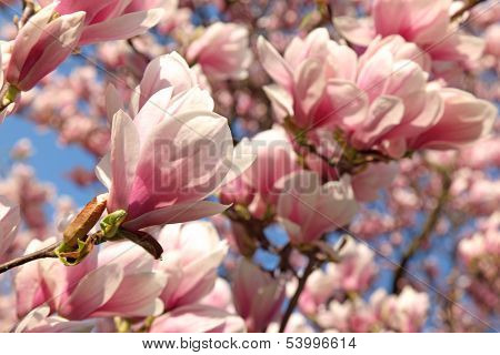 Magnolia tree in Schonbrunn Palace's garden.Vienna.