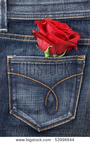 Red rose in jeans pocket