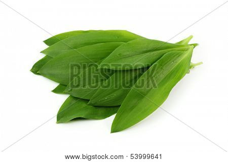 Ramsons isolated on white background