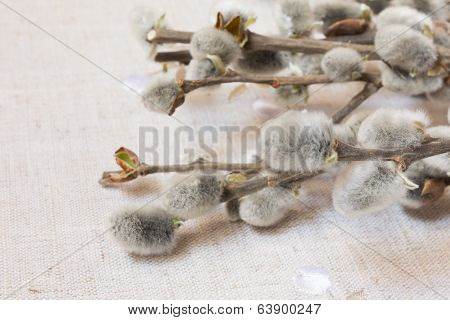 pussy-willow
