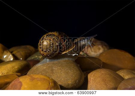 Brave Snail