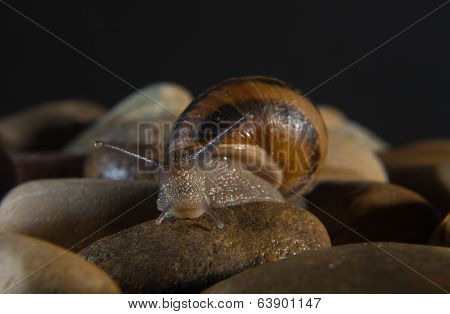 Exploring The Stones