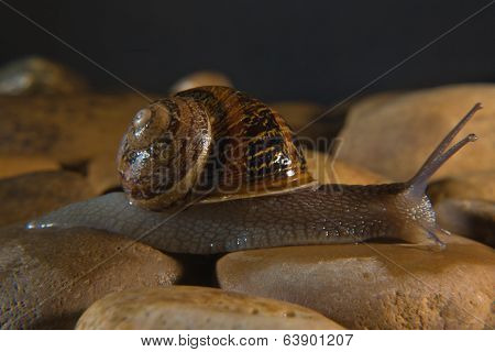 Snail On The Stones