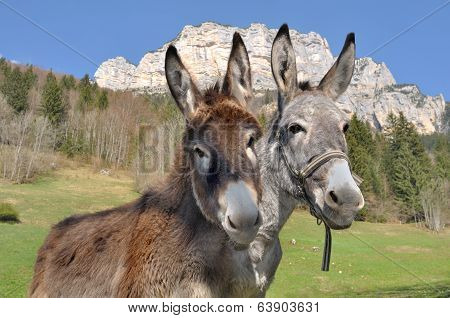 Portrait Of Two Cute Donkeys