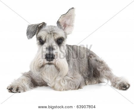 Miniature Schnauzer