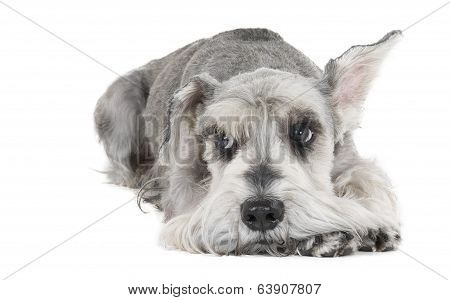 Miniature Schnauzer
