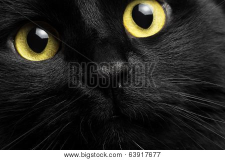 closeup portrait black cat