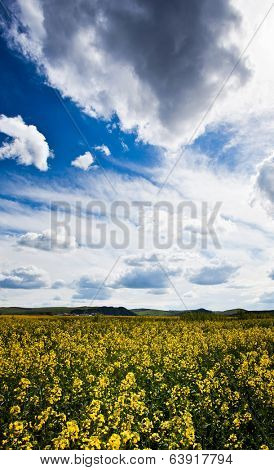 Rape flower field
