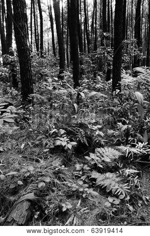 old pine