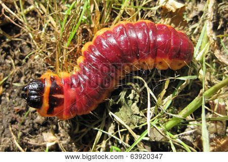 Big Red Grub As Fishfood