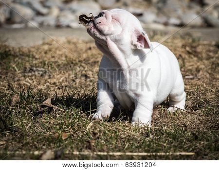 english bulldog puppy playing outside in the leaves
