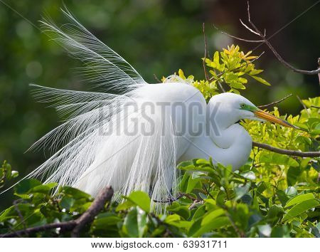 Great Egret
