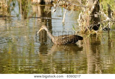 Limpkin ptak