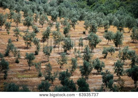 Olive grove, Andalusia, Spain.