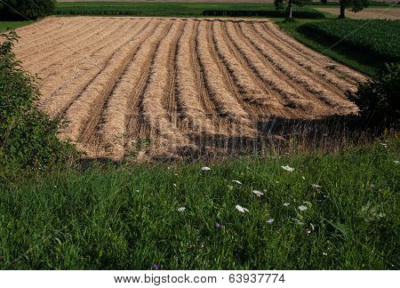 Harvest