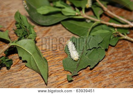 samia cynthia walkeri caterpillar