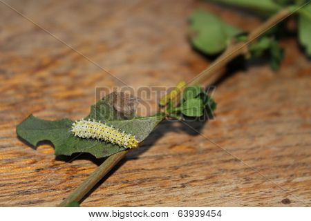 samia cynthia walkeri caterpillar
