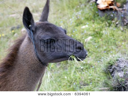Llama