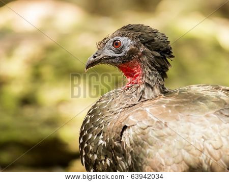 Portrait Of Crested Guan Bird