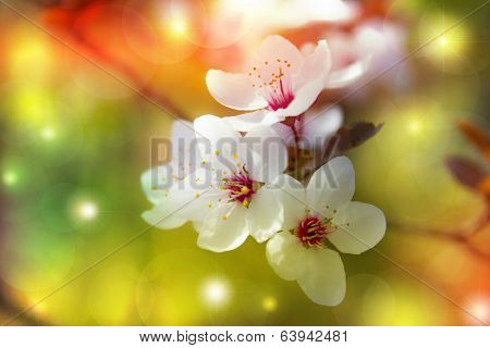 Floral background - cherry blossom, colorful, magical, fantasy