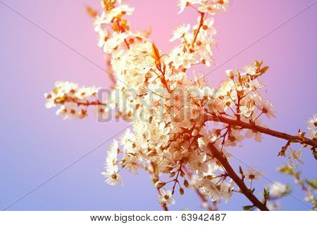Cherry blossom - spring, pink shade, may