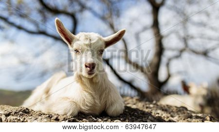 Goatling