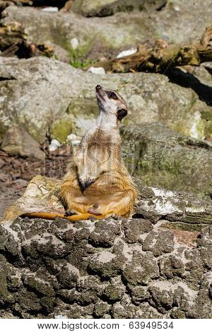 Meerkat