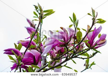 Orchid