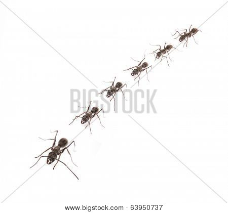 A line of worker ants