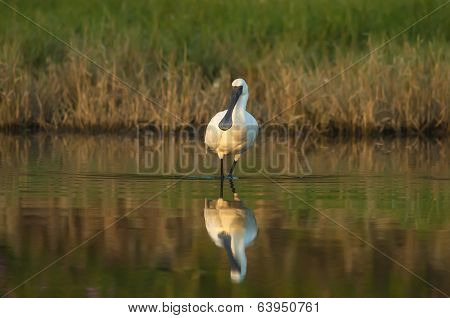 black faced spoonbill