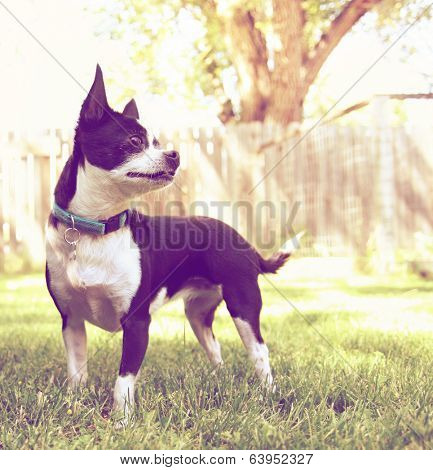  a cute chihuahua enjoying the outdoors done with a warm instragram like filter