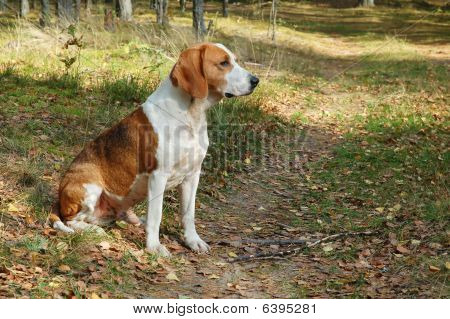 Cão de repouso