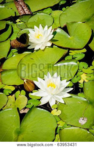 Blooming Water Lilies