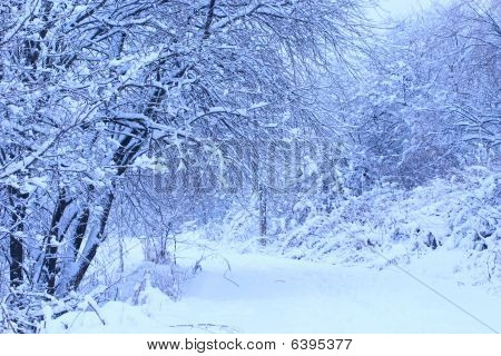 Snow-covered Road To Winter Park