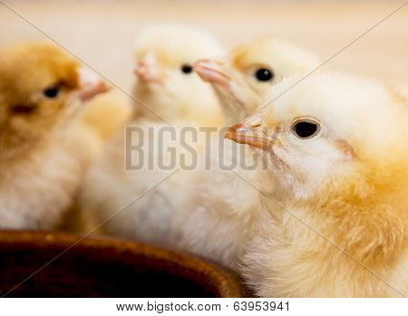 Group Of Yellow Little Chicks