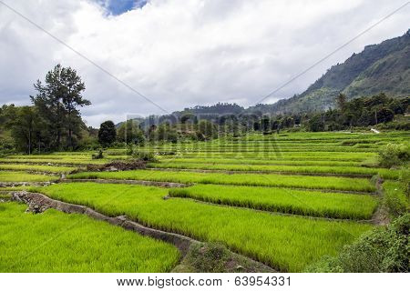 Rice Terraces.