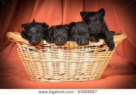 litter of scottish terriers in a basket on orange background