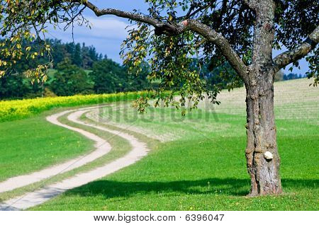 Tree by a crooked Pathway