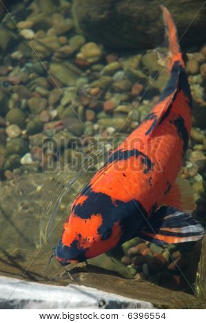Koi ryb