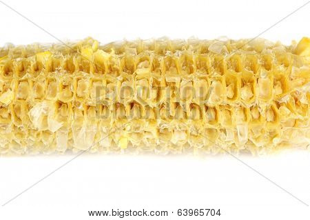 Fully eaten corn on the cob isolated on white
