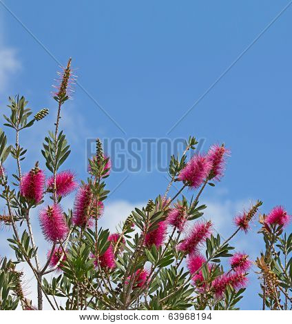 Purple Bottlebrush Plant On Blue Sky Background