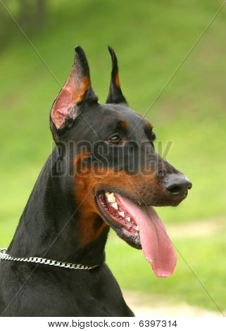 die Dobermann pinscher
