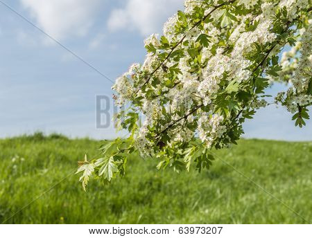 White Flowering Hawthorn Against A Blue Sky