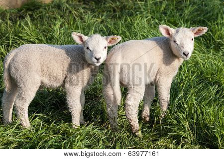 Lamb