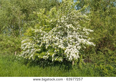 White Flowering Hawthorn In The Spring Season