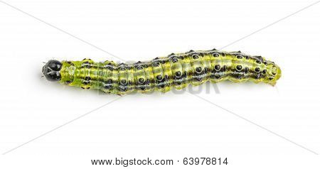 Caterpillar of the box tree moth (Cydalima perspectalis)